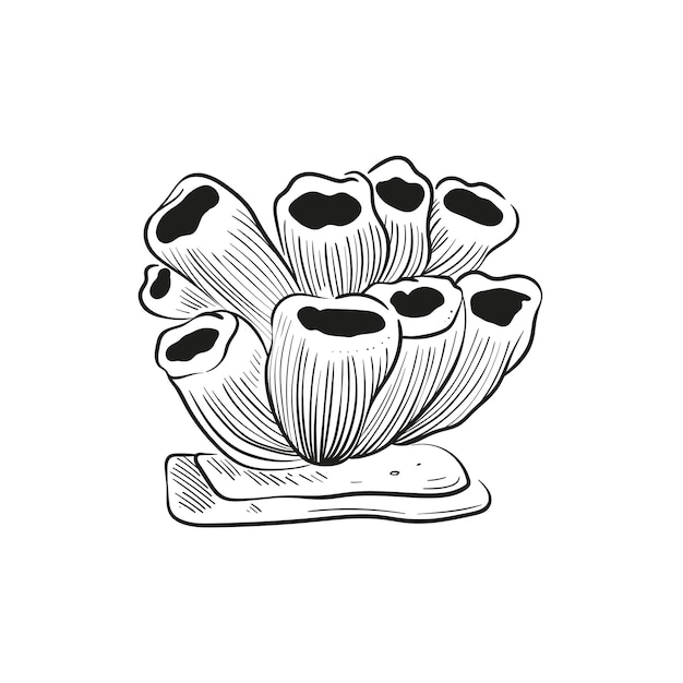 Ilustraciones de líneas grabadas a mano de conchas de moluscos realistas en varias formas