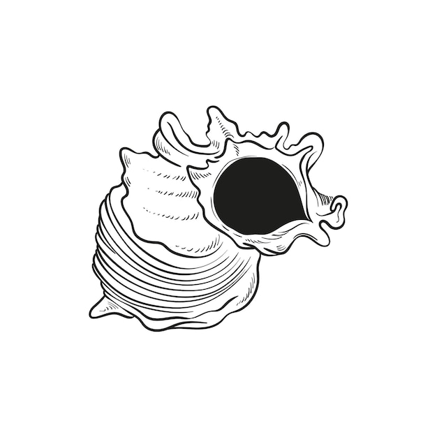 Ilustraciones de líneas grabadas a mano de conchas de moluscos realistas en varias formas