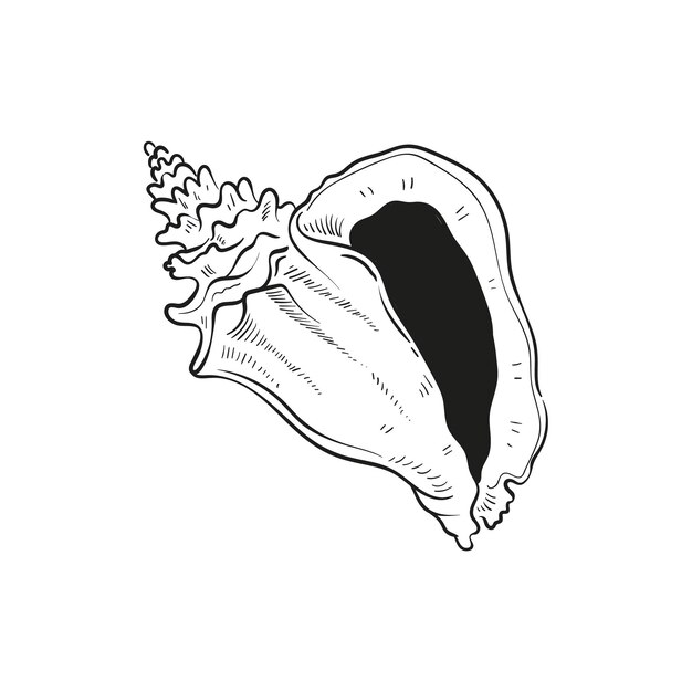 Ilustraciones de líneas grabadas a mano de conchas de moluscos realistas en varias formas