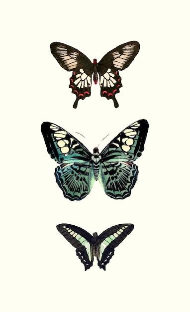 Vector ilustraciones de mariposas antiguas