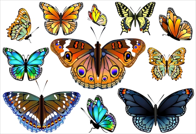 Ilustraciones de mariposas