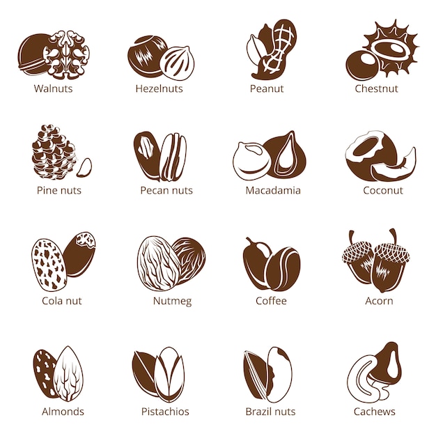 Ilustraciones monocromáticas de frutos secos. imágenes aislar sobre fondo blanco. colección de varios frutos secos orgánicos vegetarianos para saludable