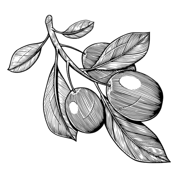 Ilustraciones de olive and lemon tree engraving sketch