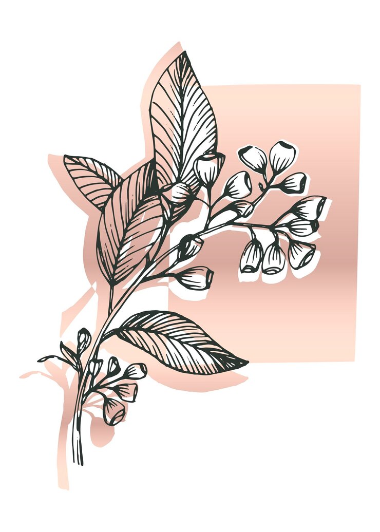 Vector ilustraciones pintadas a mano de eucalipto para decoración de paredes flor minimalista en estilo boceto