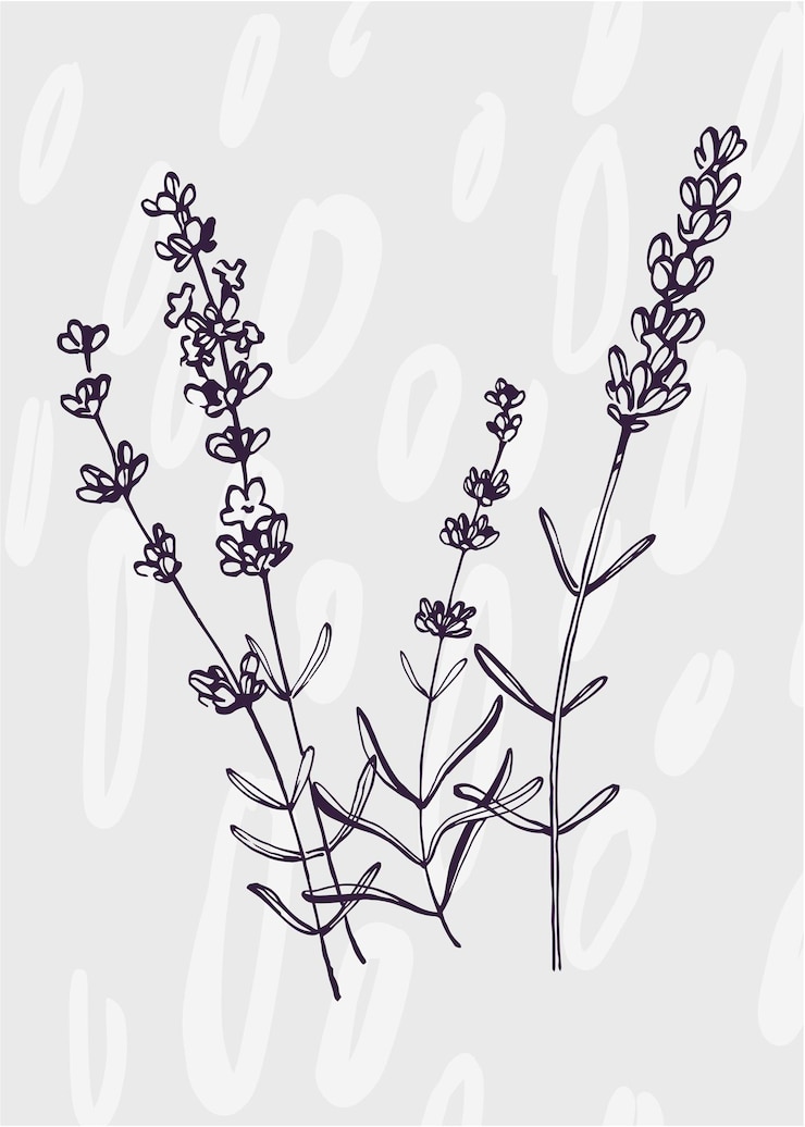 Vector ilustraciones pintadas a mano de lavanda para decoración de paredes flor minimalista en estilo boceto