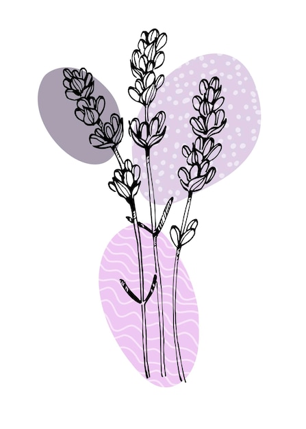 Ilustraciones pintadas a mano de lavanda para decoración de paredes flor minimalista en estilo boceto