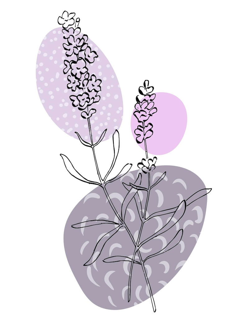 Vector ilustraciones pintadas a mano de lavanda para decoración de paredes flor minimalista en estilo boceto