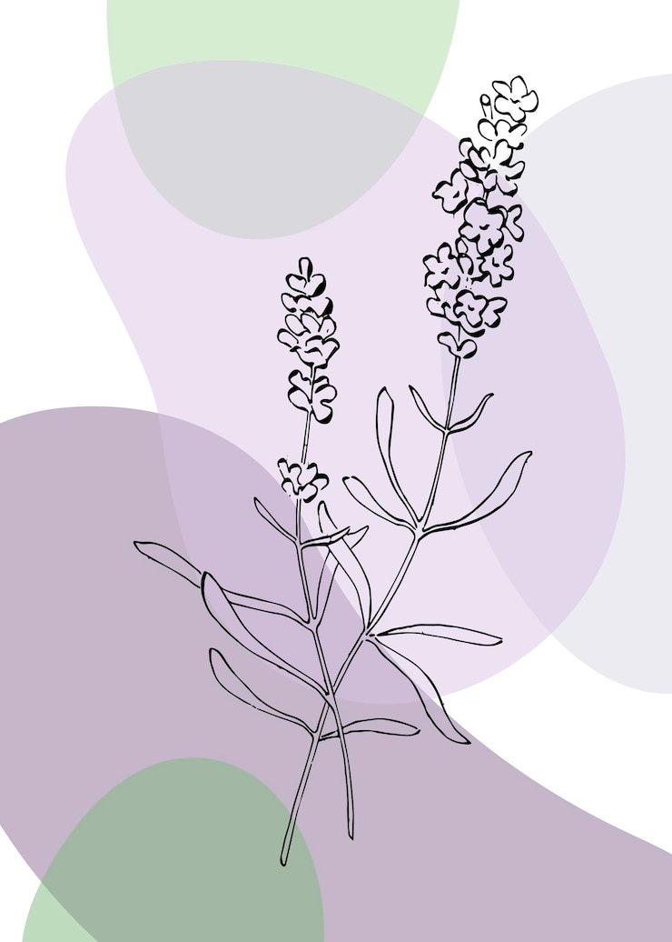 Vector ilustraciones pintadas a mano de lavanda para decoración de paredes flor minimalista en estilo boceto