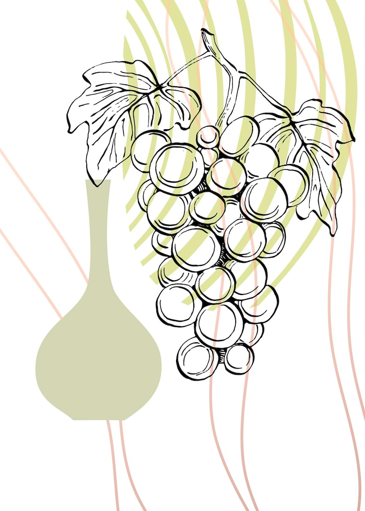 Vector ilustraciones pintadas a mano de uva para decoración de paredes flor minimalista en estilo boceto