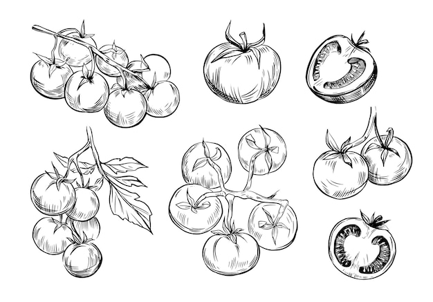 Ilustraciones de tomato sketch line art set