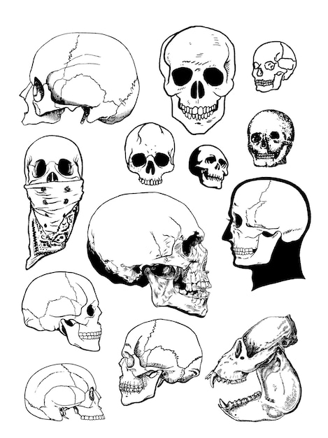 Ilustraciones de varios cráneos
