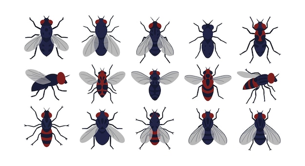Ilustraciones de varios insectos que muestran colores distintos y estructuras de alas dispuestas en un formato de cuadrícula