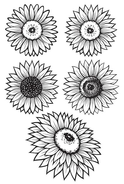 Vector ilustraciones de vectores de silueta de girasol