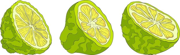 Ilustraciones vectoriales del ciclo de vida de la fruta de la bergamota, las flores, las frutas verdes y las frutas maduras en rodajas