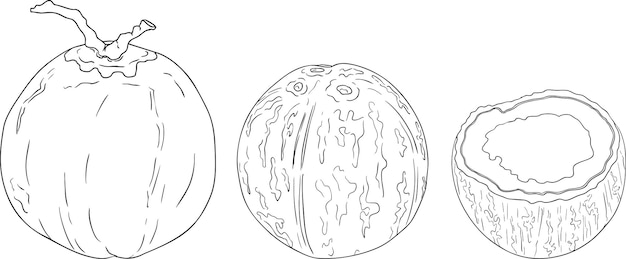 Ilustraciones vectoriales de cocos Perfecto para diseños de naturaleza tropical o temática alimentaria