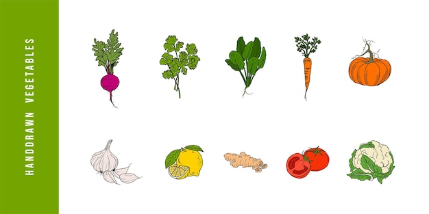 Vector ilustraciones vectoriales de colores vegetales dibujadas a mano para la entrega de folletos de cafeterías y restaurantes