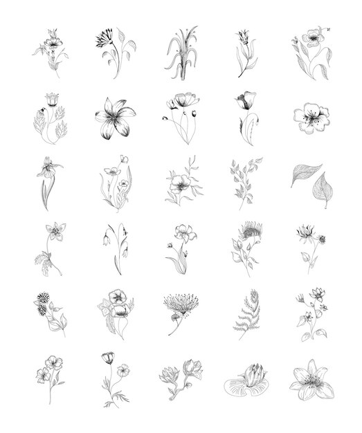 Ilustraciones vectoriales conjunto floral flores hojas y bayas elementos dibujados a mano Tatuaje