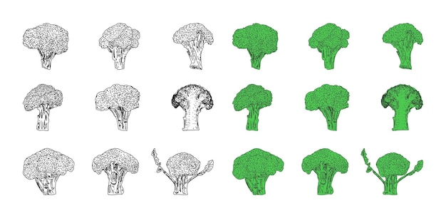 Ilustraciones vectoriales dibujadas a mano de brócoli