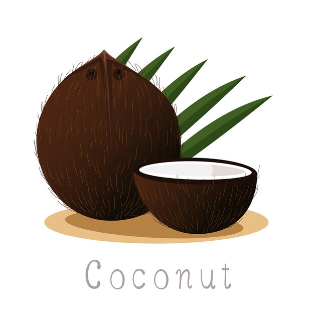 Ilustrador de fruta de coco orgánica