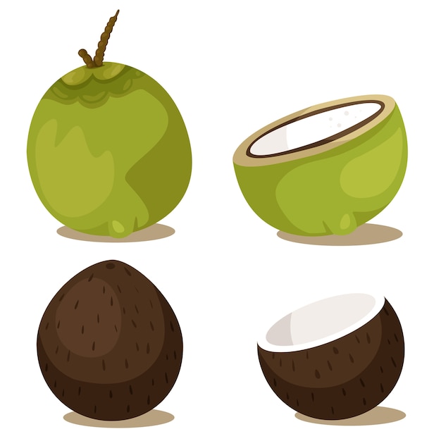 Vector ilustrador de la fruta del coco.