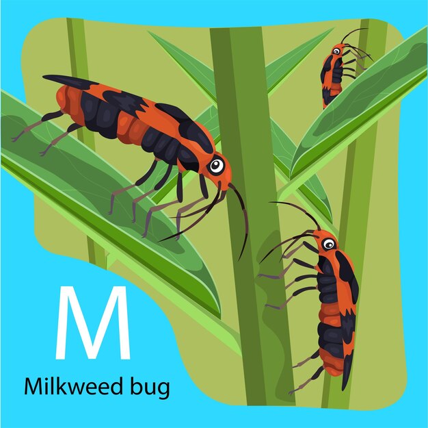 Ilustrador de m es el insecto Milkweed para el insecto