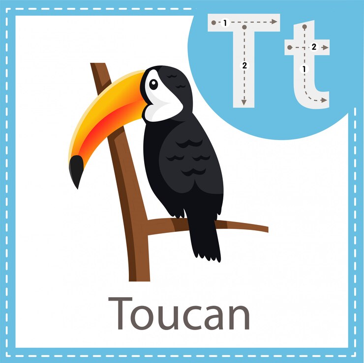 Vector ilustrador del pájaro tucán.