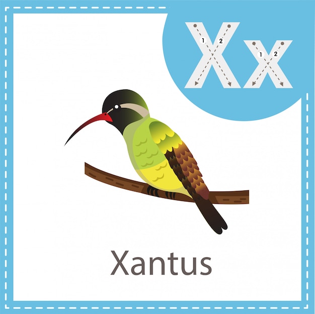 Ilustrador del pájaro xantus.