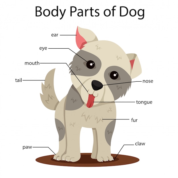 Vector ilustrador de partes del cuerpo de perro.