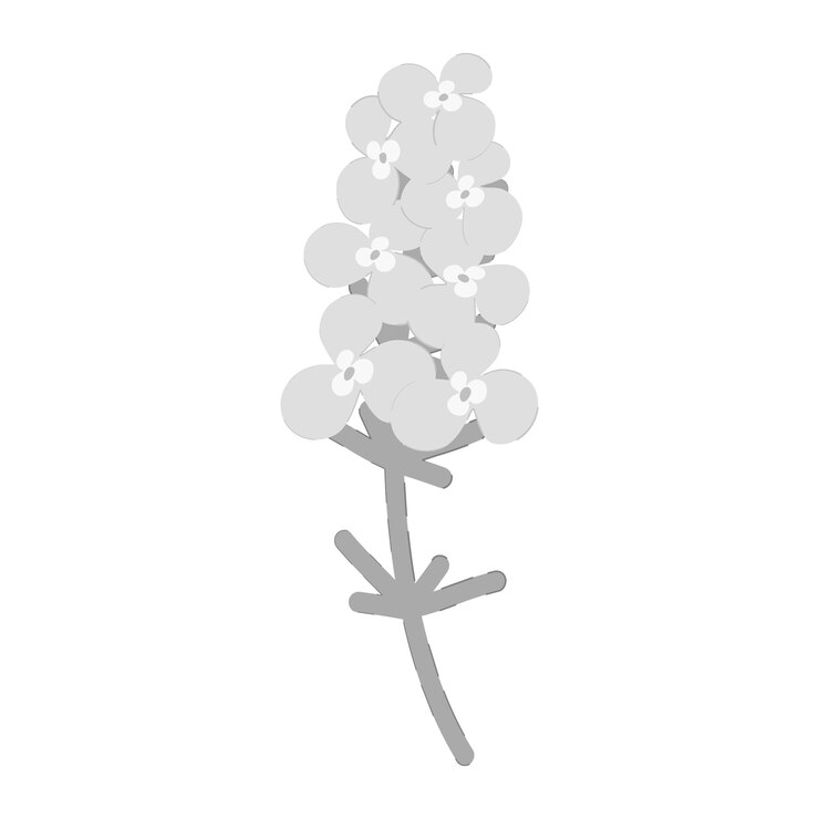 Vector una imagen abstracta en escala de grises de phlox en flor icono de etiqueta aislar hola primavera temporada de verano