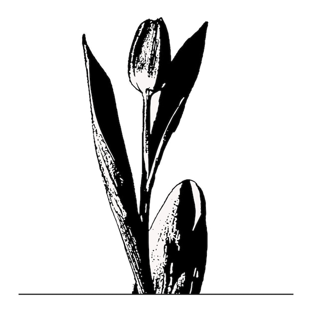 Vector una imagen en blanco y negro de un tulipán con la palabra tulipán en él