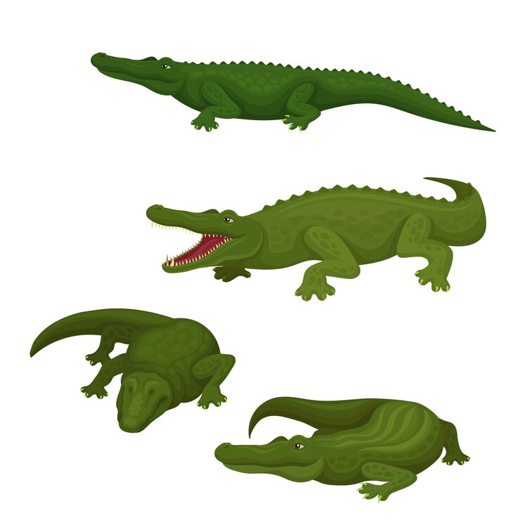 Vector una imagen de cuatro cocodrilos con la palabra cocodrilas en la parte inferior