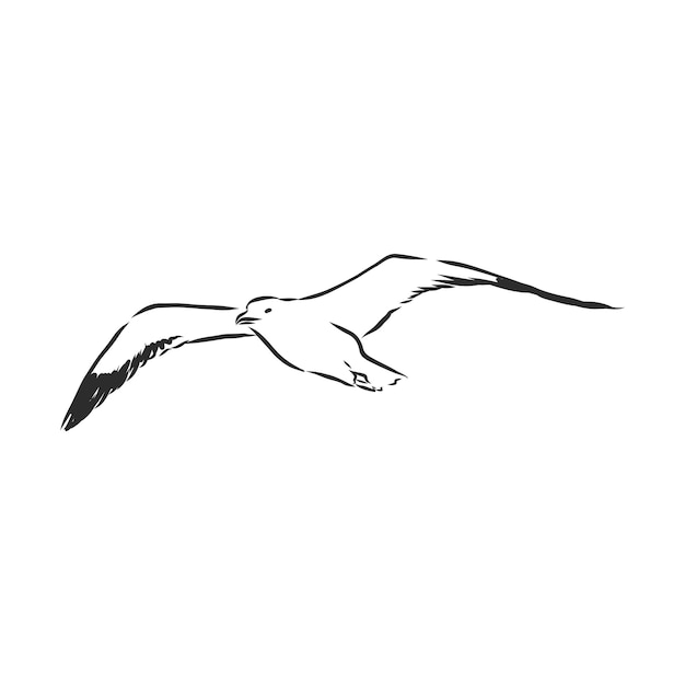Imagen dibujada a mano ilustración de dibujo de vector de pájaro gaviota