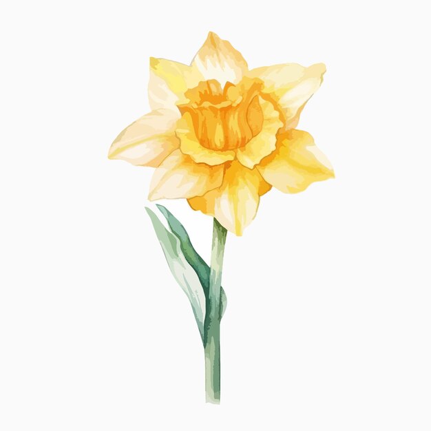 Vector imagen expresiva en acuarela que captura el encanto de una flor de narciso