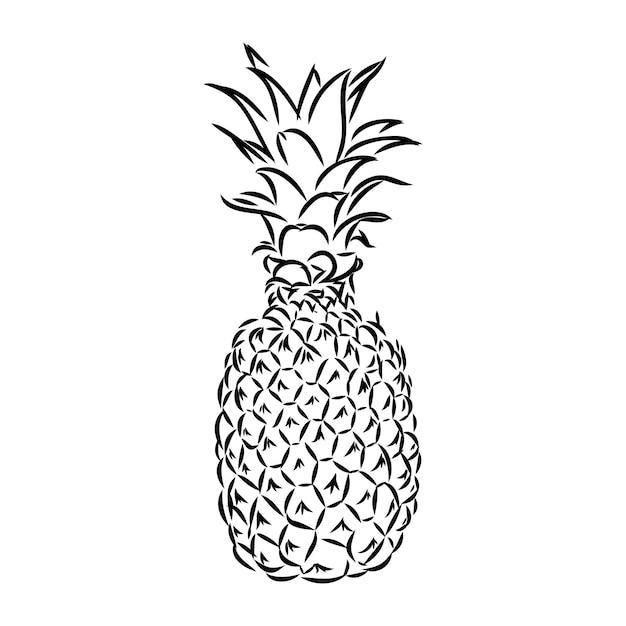 Imagen de la fruta de piña Vector ilustración en blanco y negro