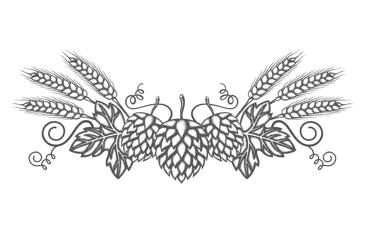 Vector imagen de lúpulo y cebada