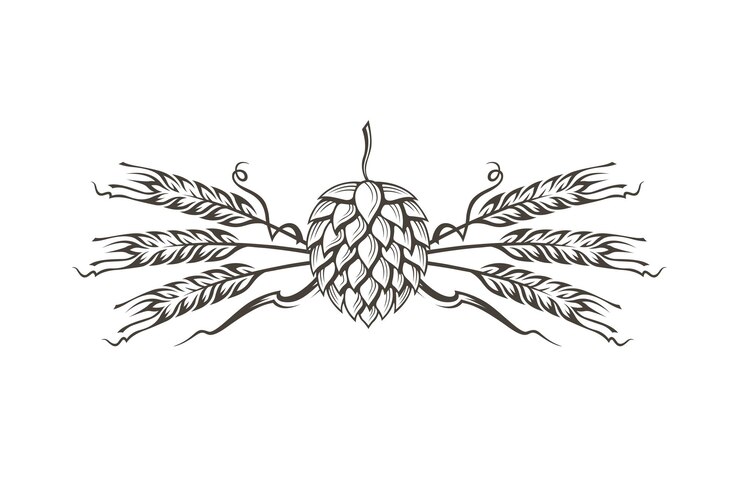 Vector imagen de lúpulo y cebada
