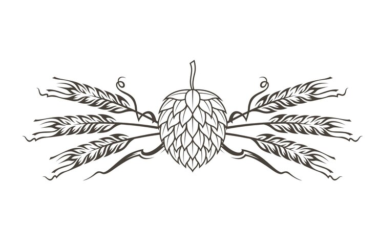 Vector imagen de lúpulo y cebada