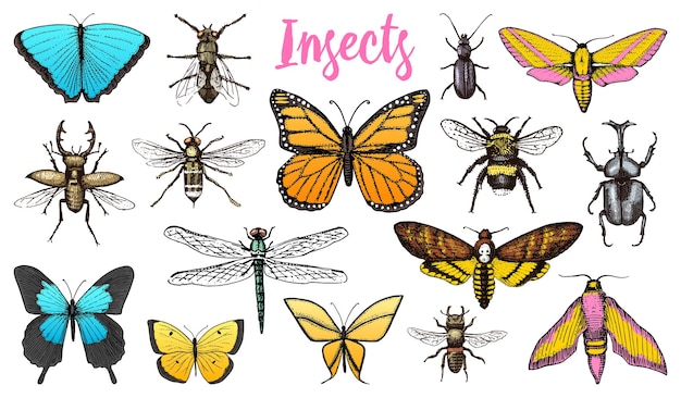 Una imagen de mariposas y polillas con la palabra insectos.