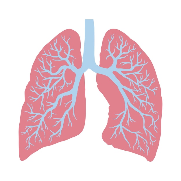 Imagen de pulmones humanos sistema respiratorio