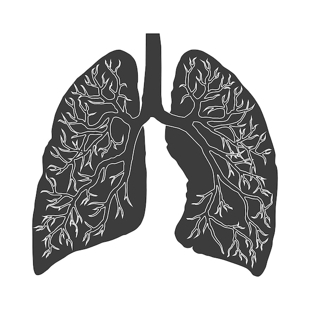 Vector imagen de pulmones humanos sistema respiratorio