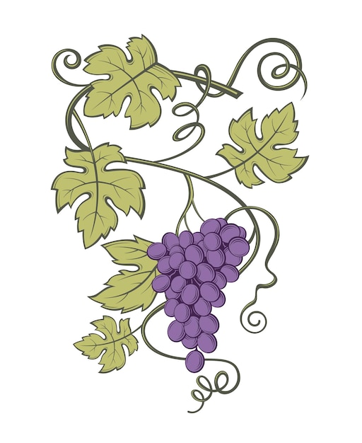 Imagen de racimos de uvas