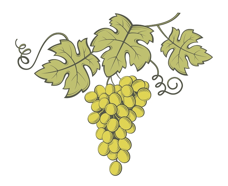 Vector imagen de racimos de uvas