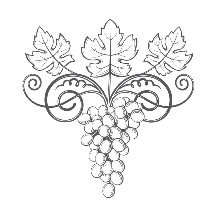 Vector imagen de racimos de uvas