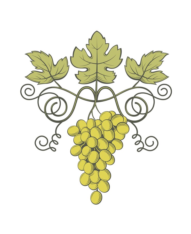 Vector imagen de racimos de uvas