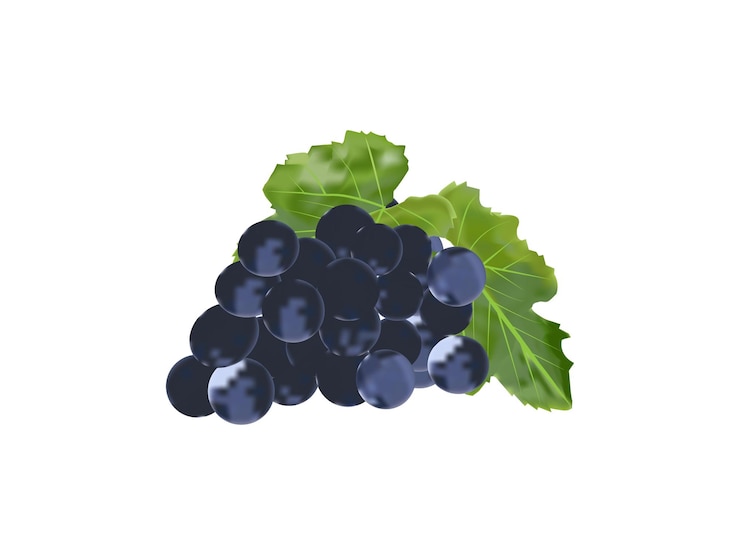 Vector una imagen de un ramo de arándanos con hojas verdes
