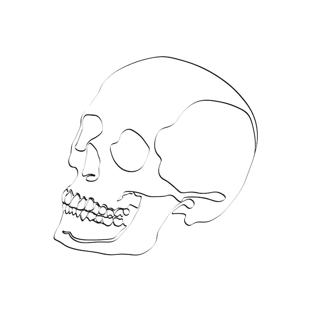 Imagen vectorial del cráneo