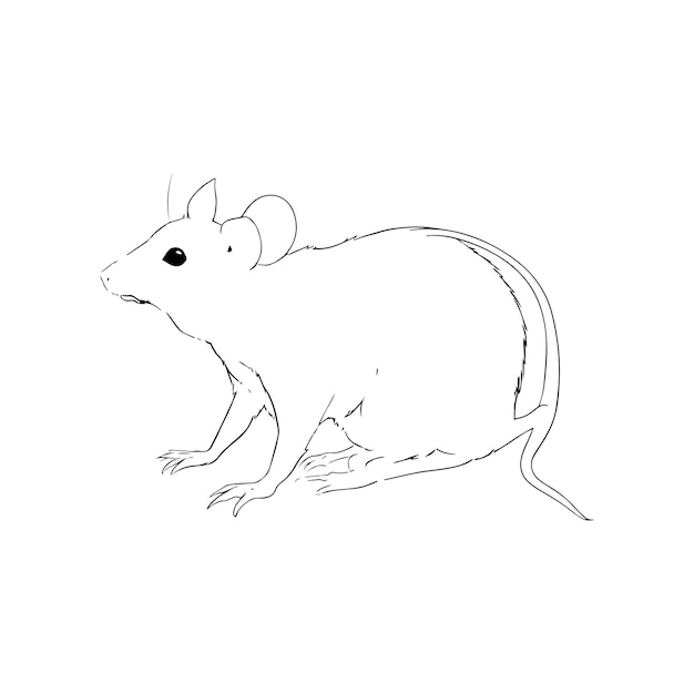 Imagen vectorial dibujada a mano ilustración de contorno de conejo