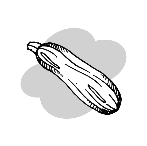 Imagen vectorial de dibujo de calabacín aislada sobre fondo blanco Elemento de diseño para la etiqueta del producto