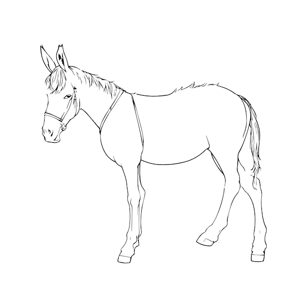 Imagen vectorial dibujo a mano alzada ilustración de contorno de burro