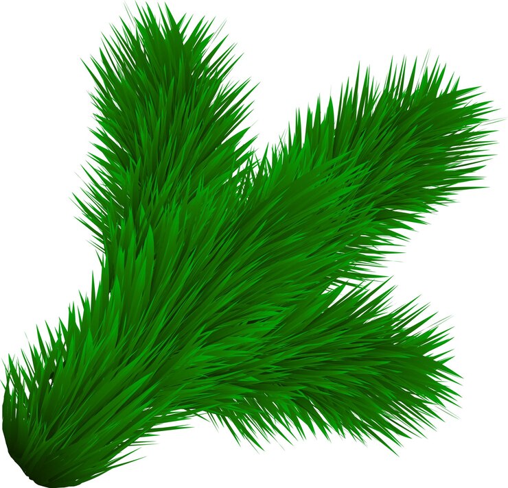 Vector imagen vectorial de una rama de pino verde